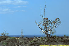 vegetation and lava